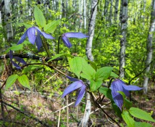 P1160295-copy-2.jpg P1160295-copy-2.jpg