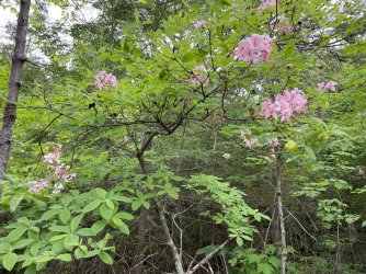 6651EB80-185A-4394-BD00-53D40BB4DD6D.jpeg 6651EB80-185A-4394-BD00-53D40BB4DD6D.jpeg