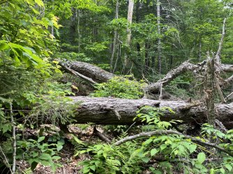 05C397BD-F5BC-4C52-B306-EA2DEC357CB9.jpeg 05C397BD-F5BC-4C52-B306-EA2DEC357CB9.jpeg