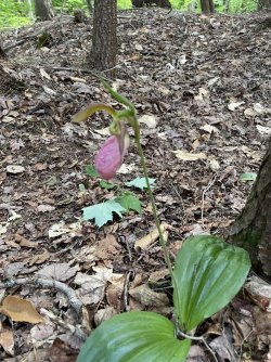 4D83F95A-C8B4-40B3-9CDF-92BB91927C7E.jpeg 4D83F95A-C8B4-40B3-9CDF-92BB91927C7E.jpeg