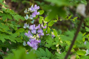 RCM03812-2022 Wanderings 2022-220611-8.jpg