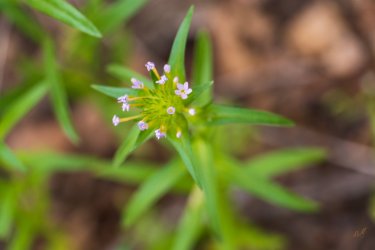 RCM03813-2022 Wanderings 2022-220611-9.jpg