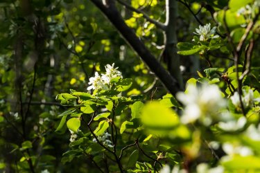 RCM03818-2022 Wanderings 2022-220611-12.jpg