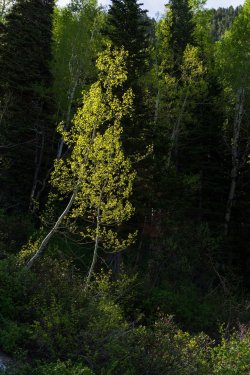 RCM03825-2022 Wanderings 2022-220611-17.jpg