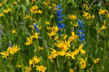 RCM03970-2022 Wanderings 2022-220611-26.jpg