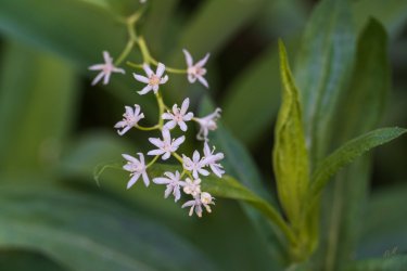 RCM03988-2022 Wanderings 2022-220618-4.jpg