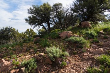 RCM04026-2022 Wanderings 2022-220618-38.jpg