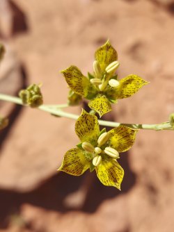 F. paniculata.jpg F. paniculata.jpg
