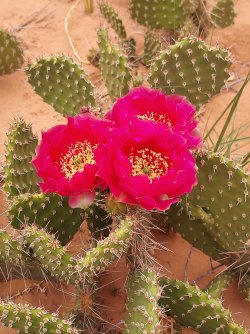 cactus.jpg cactus.jpg