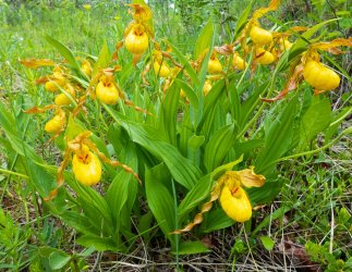 P1160361-copy-2.jpg P1160361-copy-2.jpg