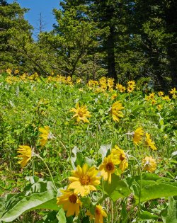 P1270943-copy-2.jpg P1270943-copy-2.jpg