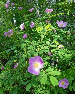 P1160395-copy-2.jpg P1160395-copy-2.jpg