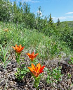 P1160402-copy-2.jpg P1160402-copy-2.jpg