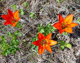 P1160406-copy-2.jpg P1160406-copy-2.jpg