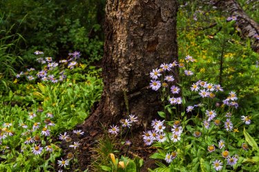 RCM04621-Lovely Lake 7-2022-220728-2.jpg RCM04621-Lovely Lake 7-2022-220728-2.jpg