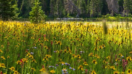 RCM05395-Lovely Lake 7-2022-220729-35.jpg RCM05395-Lovely Lake 7-2022-220729-35.jpg