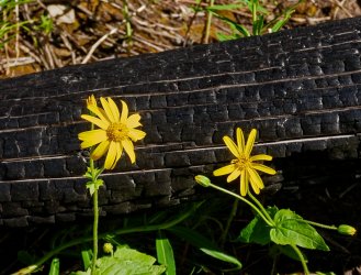 P1280659-copy-2.jpg P1280659-copy-2.jpg