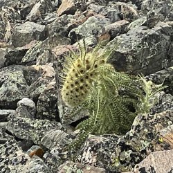 IMG_E7393.jpg IMG_E7393.jpg