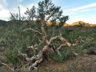 13 elephant tree.jpg