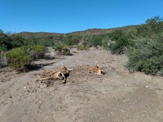 39 4 dead cows.jpg