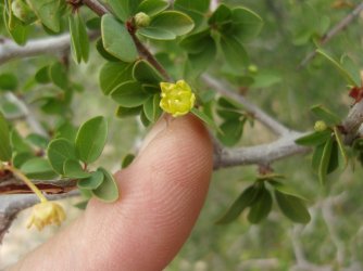 7 yellow flower finger.jpg