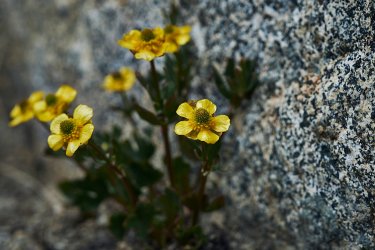 PCT21 334.jpg PCT21 334.jpg