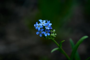 PCT21 427.jpg PCT21 427.jpg