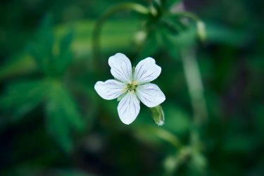 PCT21 433.jpg PCT21 433.jpg