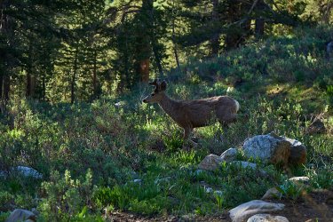 PCT21 460.jpg PCT21 460.jpg