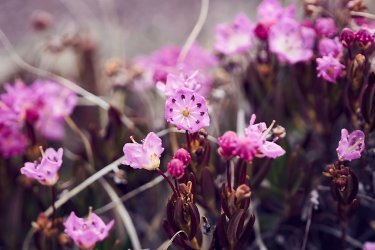 PCT21 271.jpg PCT21 271.jpg