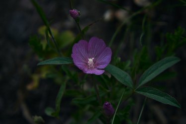 PCT21 00 16.jpg PCT21 00 16.jpg