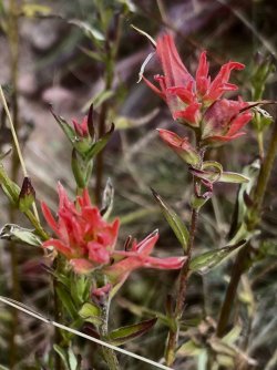 IMG_8243.jpg IMG_8243.jpg