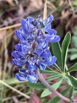 IMG_8262 2.jpg IMG_8262 2.jpg