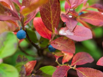 RCM06609-PNW 9-2022-220912-41.jpg