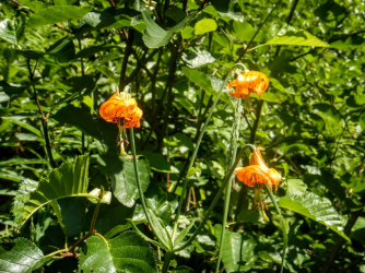 1665007767866.png 1665007767866.png