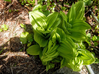 1665009332100.png 1665009332100.png