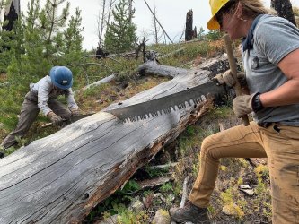 Saw_two_person_01.jpg Saw_two_person_01.jpg