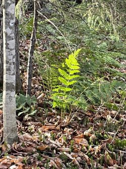 1667257291653.jpeg 1667257291653.jpeg