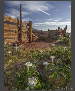 Old Corral and Datura.framed.jpg