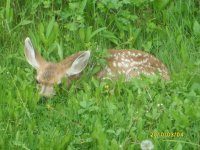 bambiinthehorns.jpg bambiinthehorns.jpg