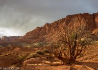Capitol Reef Cliffs and tree.jpg