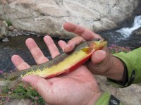 golden-trout-1.jpg