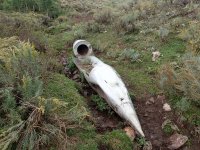 Box Elder and GWT Wasatch South 249.JPG