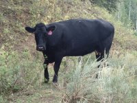 Box Elder and GWT Wasatch South 254.JPG