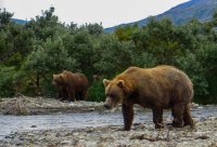 katmai bear.jpg katmai bear.jpg