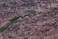 Goats Everywhere.jpg