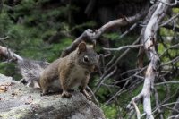 Curious George Too.jpg