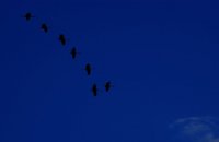 Blue Crane.jpg Blue Crane.jpg