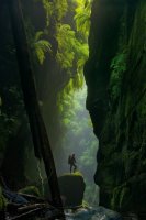 02-claustral-canyon-ferns-670.jpg 02-claustral-canyon-ferns-670.jpg