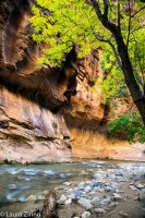 Narrows tree.river.jpg